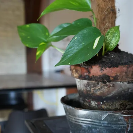 Cosy Zenith דירה