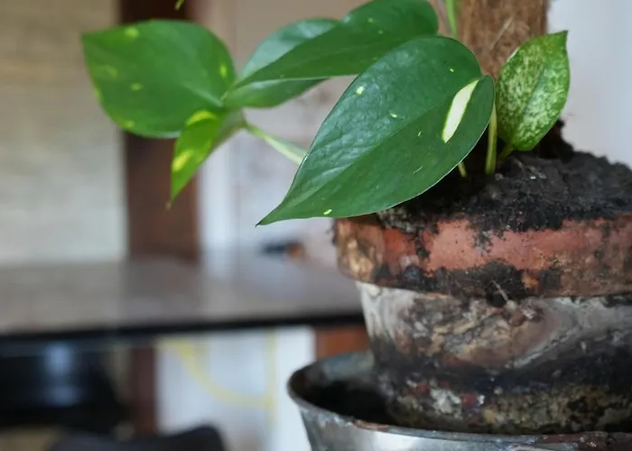 Cosy Zenith דירה